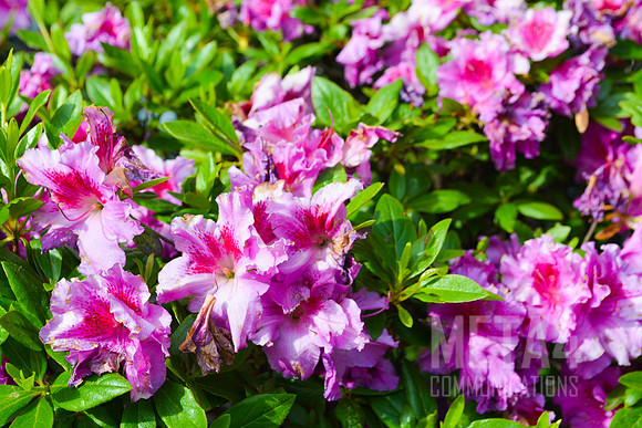Lavender Rhododendron Flowers