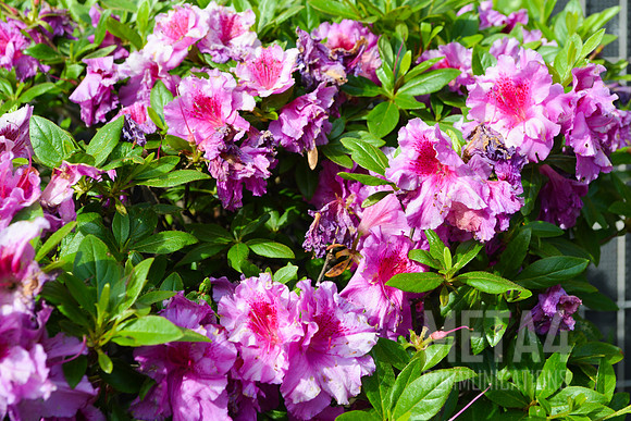 Lavender Rhododendron Flowers