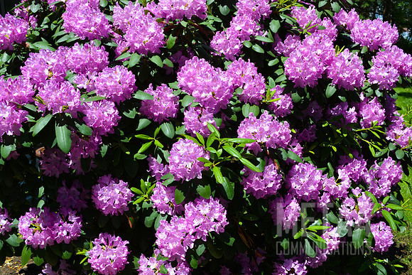 Lavender Rhododendron Flowers