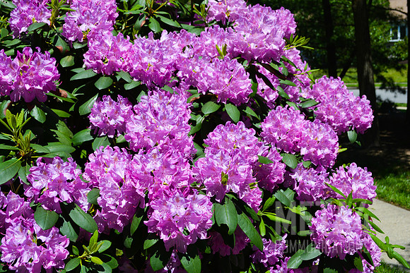 Lavender Rhododendron Flowers