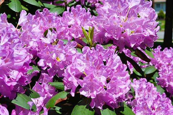 Lavender Rhododendron Flowers