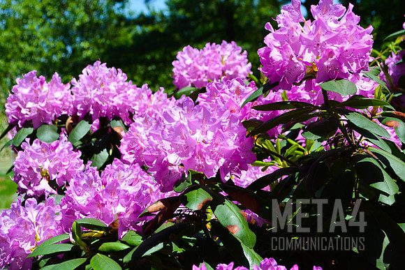 Lavender Rhododendron Flowers