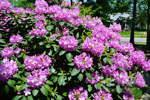 Lavender Rhododendron Flowers