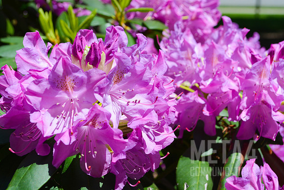 Lavender Rhododendron Flowers