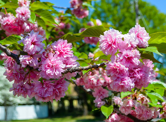 Pink Cherry Blossoms