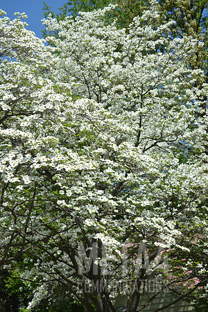 White Dogwood Tree