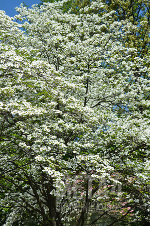 White Dogwood Tree