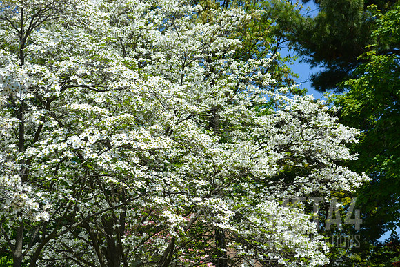 White Dogwood Tree