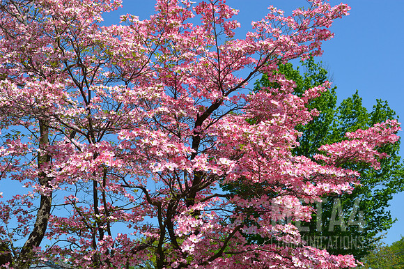 Pink Dogwood Tree