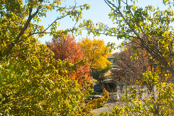 Autumn Brilliance