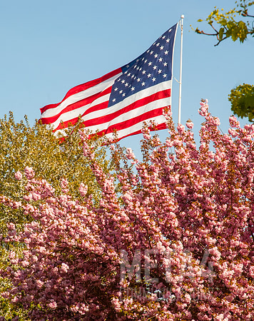 Spring Americana!