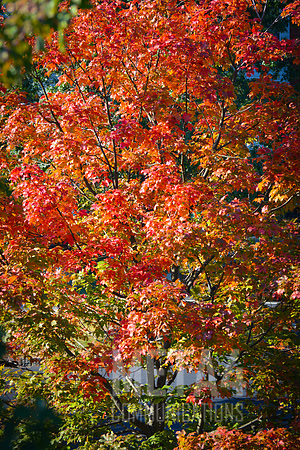 Autumn Splendor