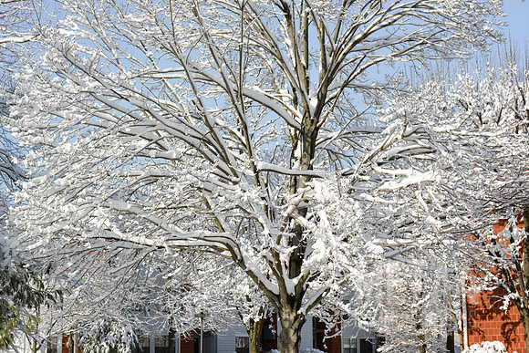 Winter Wonderland