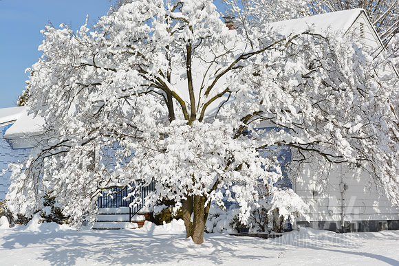 Winter Wonderland