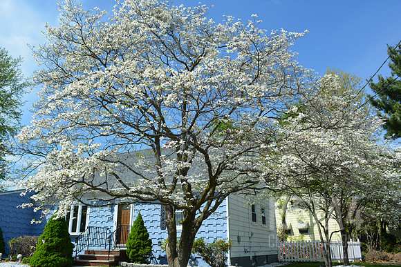 Dogwood Tree in Full Bllom