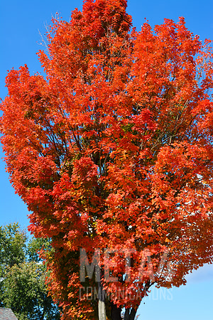 Autumn Splendor