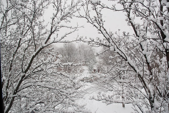 Winter Wonderland