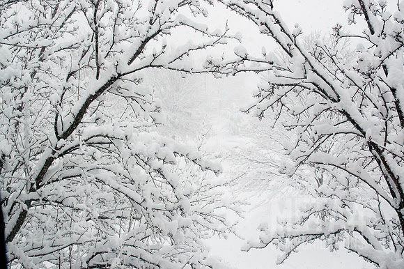 Winter Wonderland