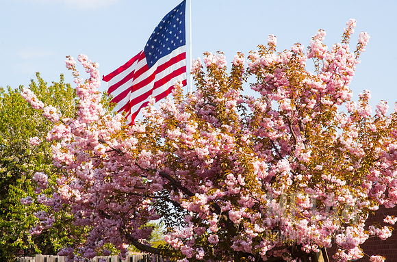 Cherry Blossoms with American Flag