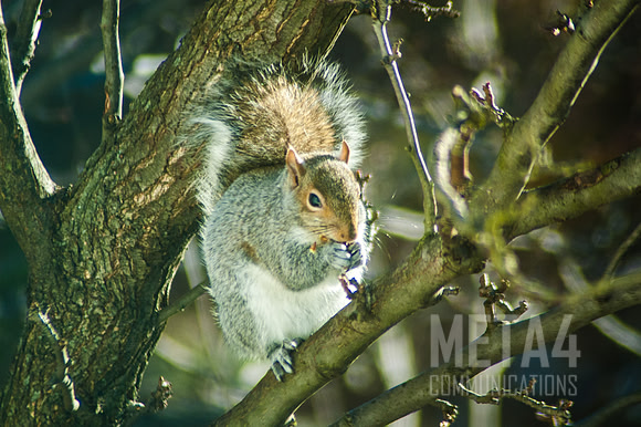 Squirrel Finds a Nut