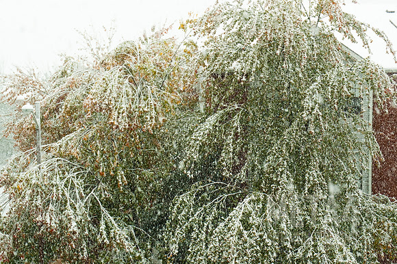Autumn Snow