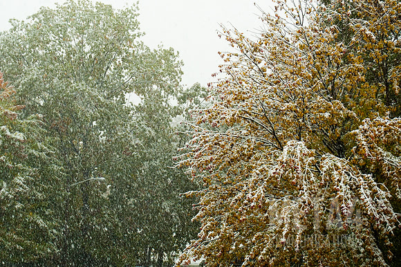 Autumn Snow