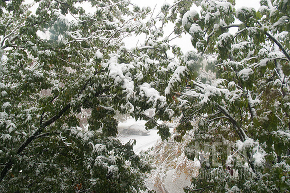 Autumn Snow