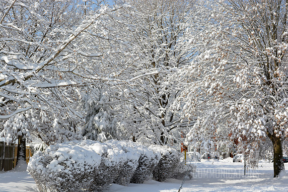 Winter Wonderland