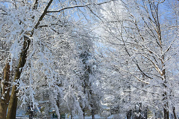 Winter Wonderland