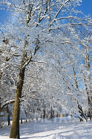Winter Wonderland