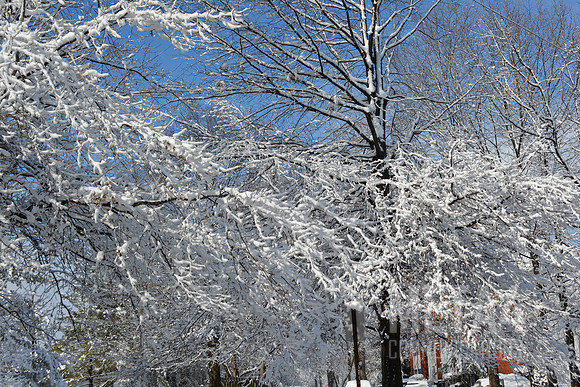 Winter Wonderland