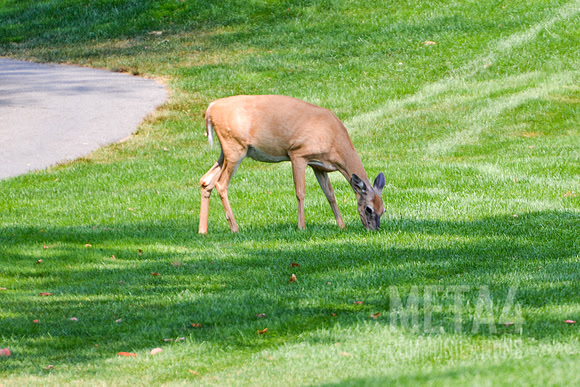 Deer Grazing on Fairway