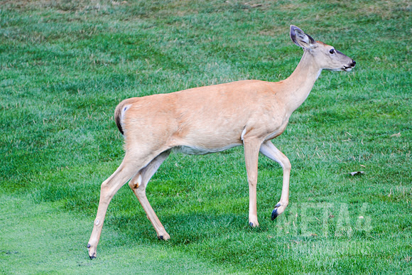 Deer Grazing on Fairway