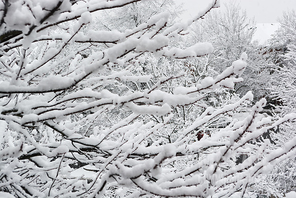 Snow on the Trees
