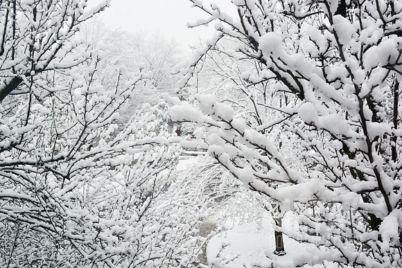 Snow on the Trees