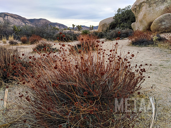 Joshua Tree National Park