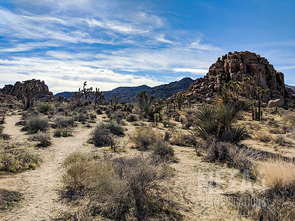 Joshua Tree National Park