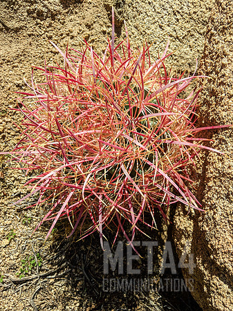 Joshua Tree National Park