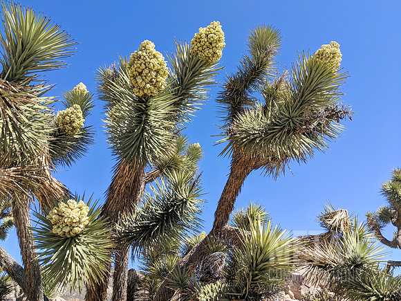 Joshua Tree National Park