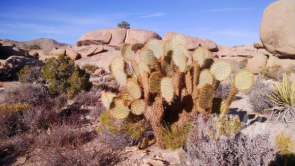 Joshua Tree National Park