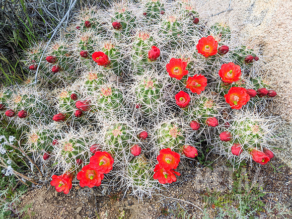 Joshua Tree National Park
