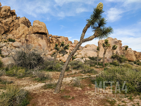 Joshua Tree National Park