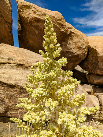 Joshua Tree National Park
