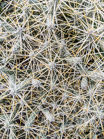 Joshua Tree National Park