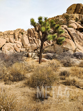 Joshua Tree National Park