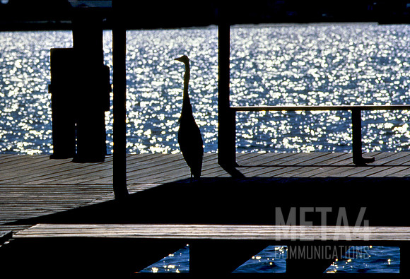 Silhouette of Crane on Dock | Clearwater Florida
