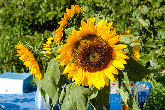 Sunflower in Bloom