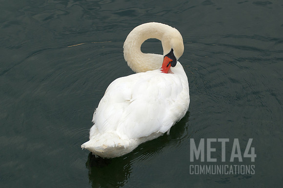 Swan Song