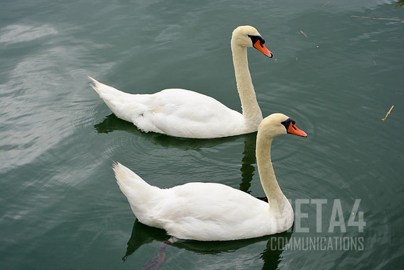 A Pair of Swans