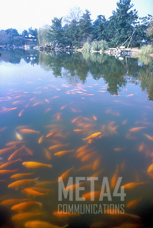 Goldfish Pond | China